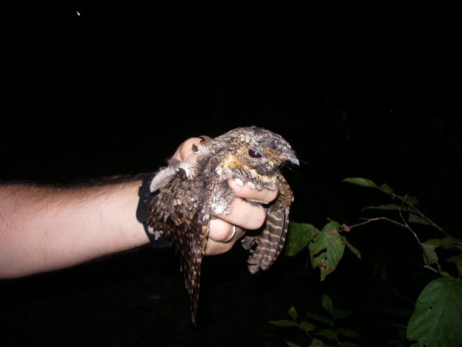The Whippoorwill Bird